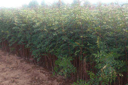 GPS巡檢系統在農林防護中的應用 GPS巡檢系統在農林防護中的應用